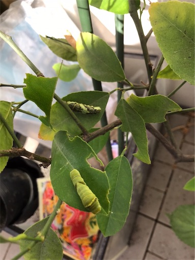 f:id:cellolife:20220720081445j:image