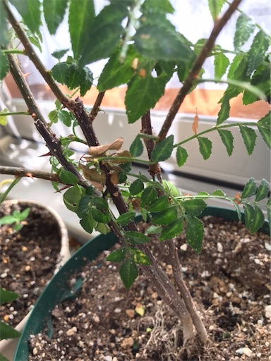 f:id:cellolife:20220720081550j:image