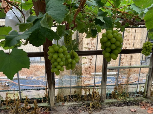 f:id:cellolife:20220908090333j:image