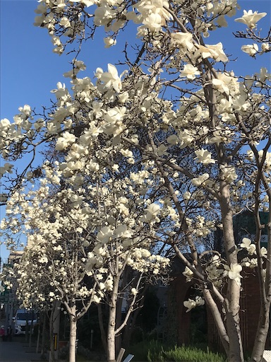 f:id:cellolife:20230323152928j:image f:id:cellolife:20230323152928j:image