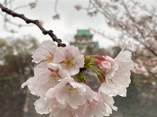 f:id:cellolife:20230402072108j:image f:id:cellolife:20230402072108j:image