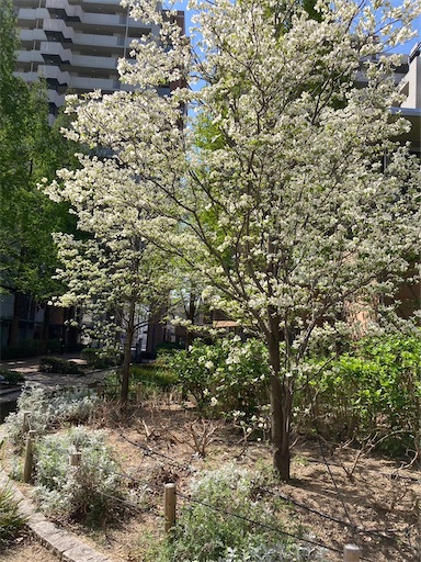 f:id:cellolife:20230410084711j:image