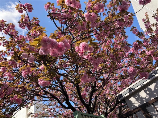 f:id:cellolife:20230410084717j:image