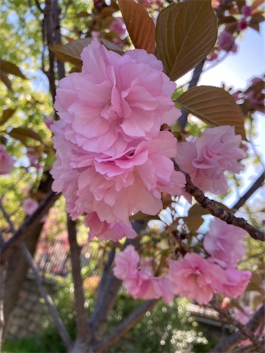 f:id:cellolife:20230410085205j:image