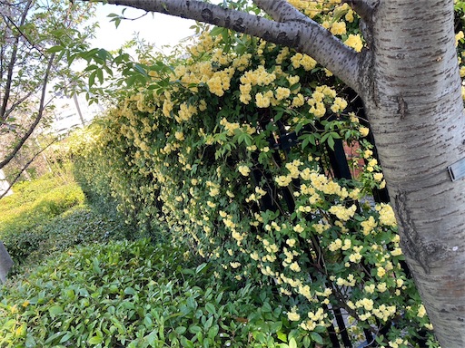 f:id:cellolife:20230410085214j:image