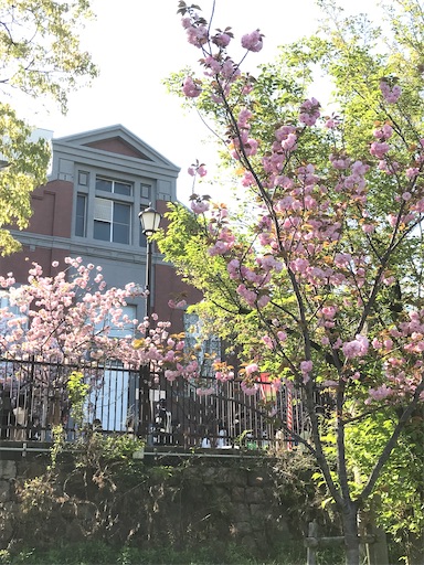 f:id:cellolife:20230410085217j:image