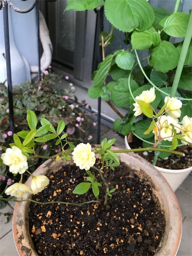 モッコウバラ 抜き苗です 選べるおまけ付き モッコウバラ 抜き苗です