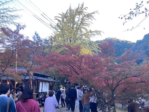 f:id:cellolife:20241127095601j:image