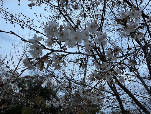 f:id:cellolife:20250327203853j:image