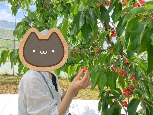 f:id:cellolife:20250629141725j:image
