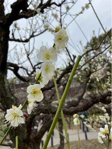 f:id:cellolife:20260215214227j:image