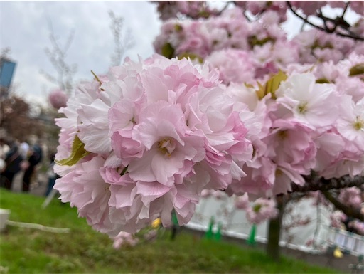 f:id:cellolife:20260425213012j:image f:id:cellolife:20260425213012j:image