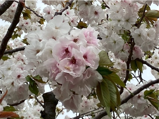 f:id:cellolife:20260425213024j:image f:id:cellolife:20260425213024j:image