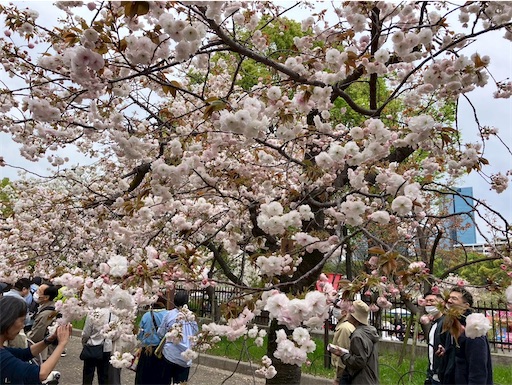 f:id:cellolife:20260425213027j:image f:id:cellolife:20260425213027j:image