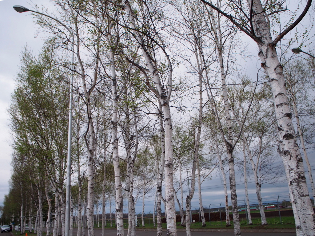 f:id:cemetrygates1919:20180512034430j:plain