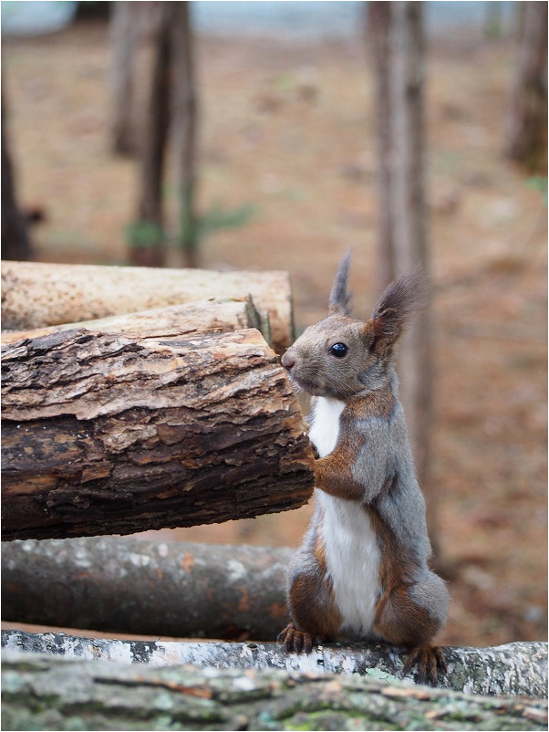 f:id:cemetrygates1919:20180514021041j:plain