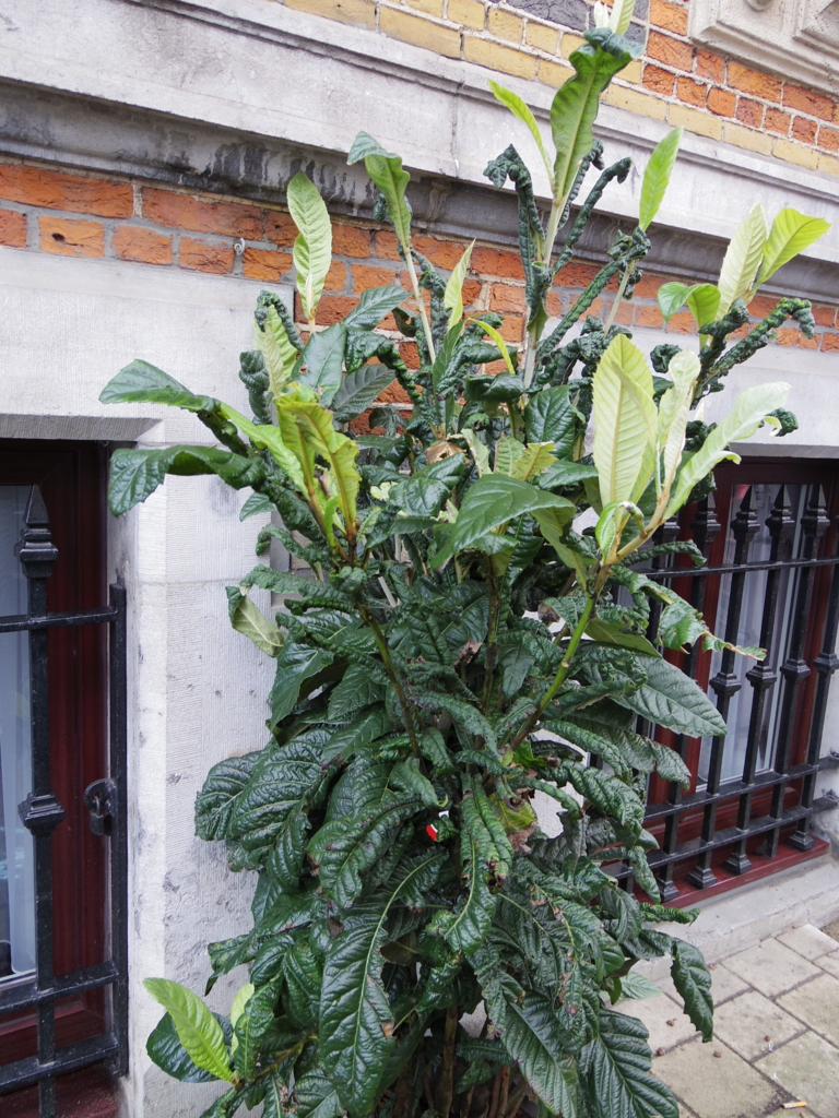 f:id:cenecio:20160124152328j:plain