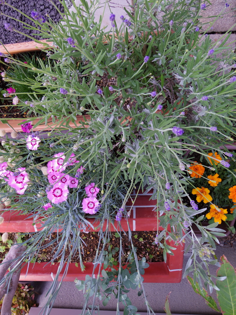 f:id:cenecio:20160507083710j:plain