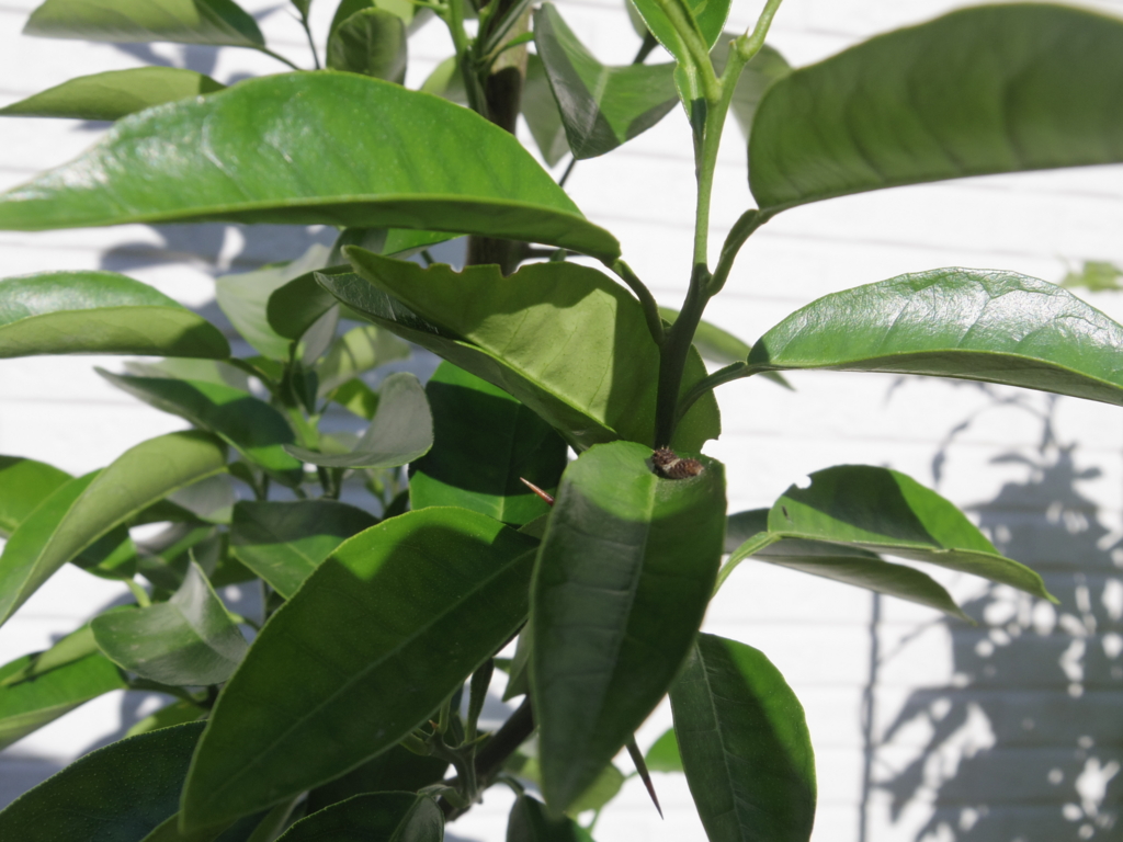 f:id:cenecio:20160507083728j:plain