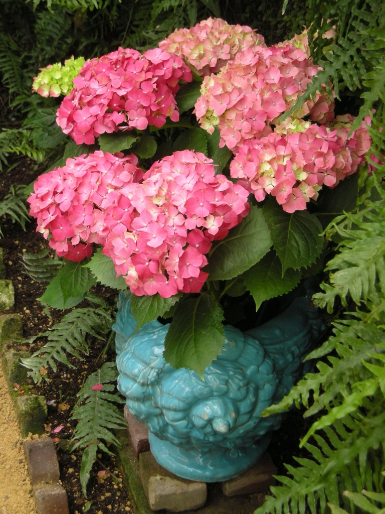 f:id:cenecio:20160512084053j:plain