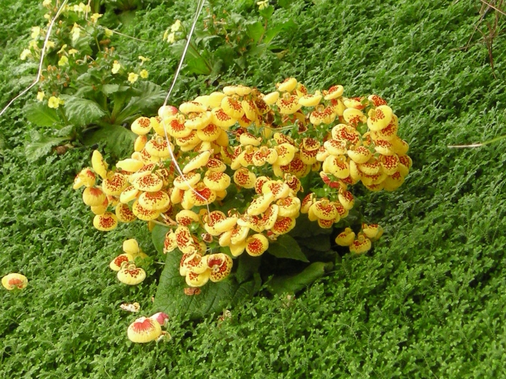 f:id:cenecio:20160512095251j:plain f:id:cenecio:20160512095251j:plain