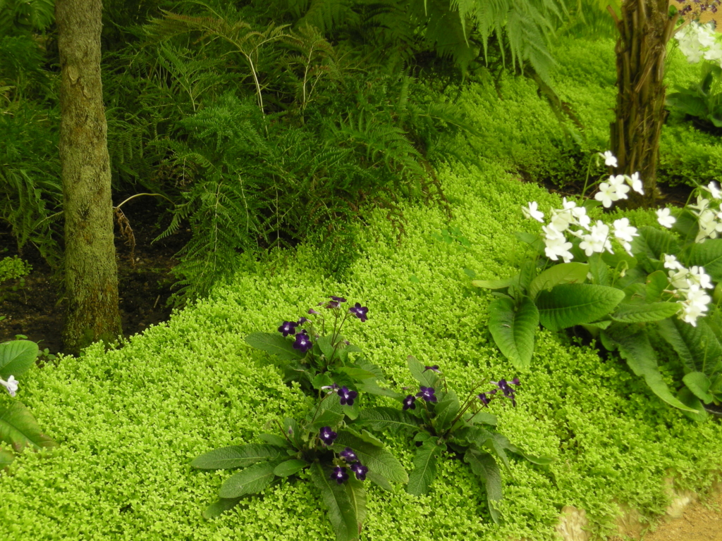 f:id:cenecio:20160512095744j:plain f:id:cenecio:20160512095744j:plain