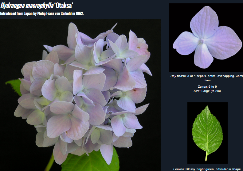 f:id:cenecio:20160512115048p:plain f:id:cenecio:20160512115048p:plain