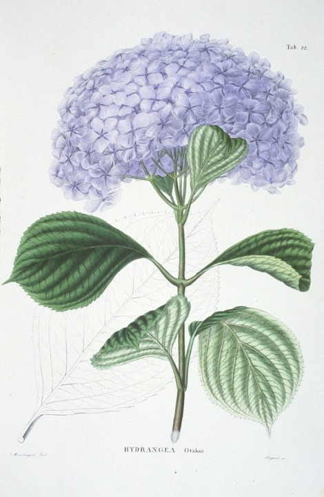 f:id:cenecio:20160513053729p:plain f:id:cenecio:20160513053729p:plain