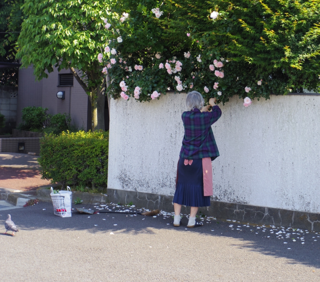 f:id:cenecio:20160520075611j:plain