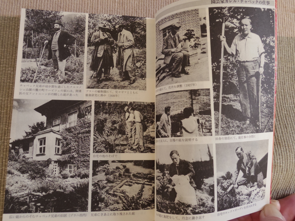 f:id:cenecio:20160520183209j:plain f:id:cenecio:20160520183209j:plain