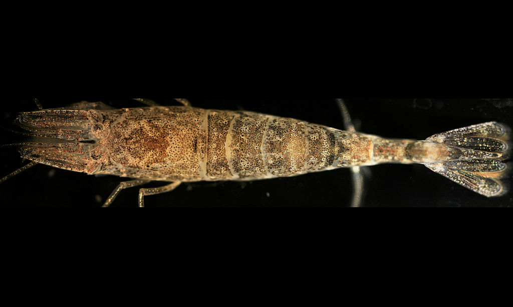 f:id:cenecio:20160527061131p:plain