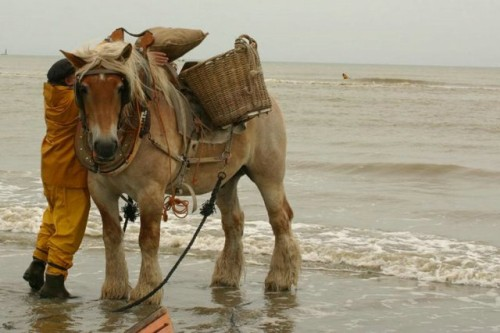 f:id:cenecio:20160527063302p:plain