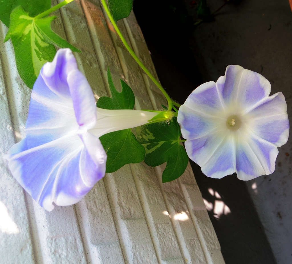 f:id:cenecio:20160812171858j:plain