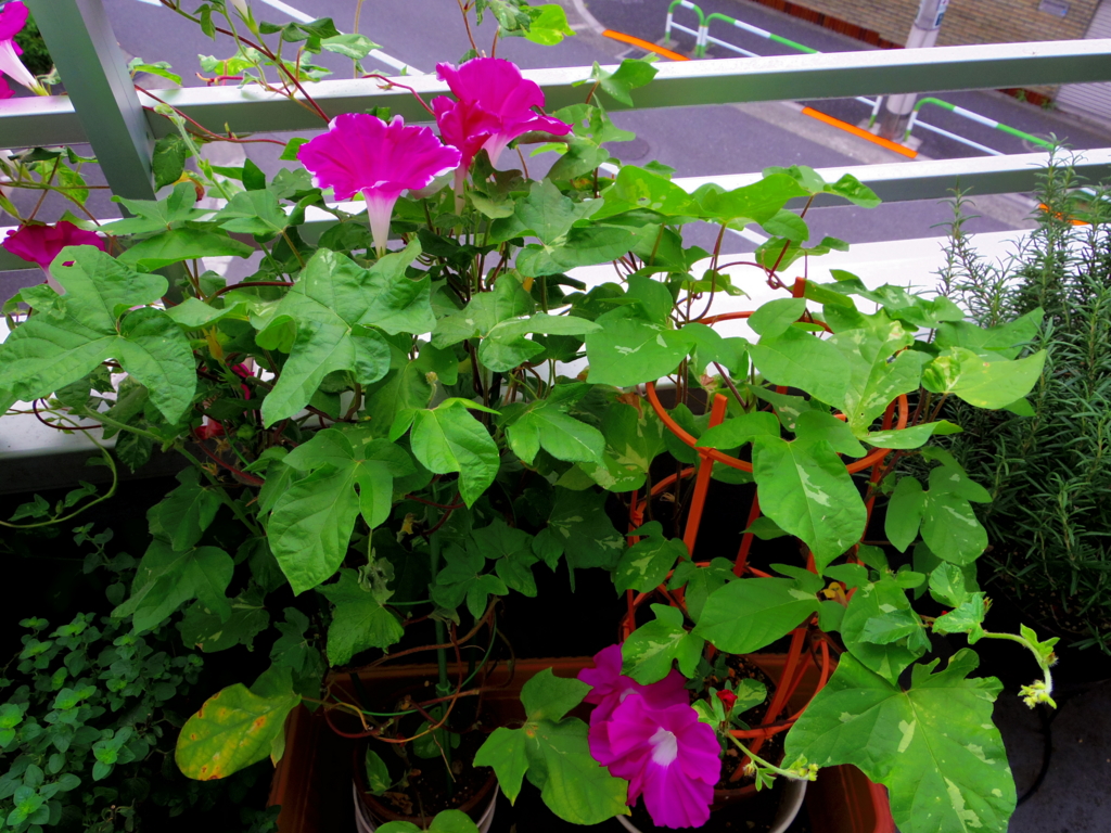 f:id:cenecio:20160812173929j:plain