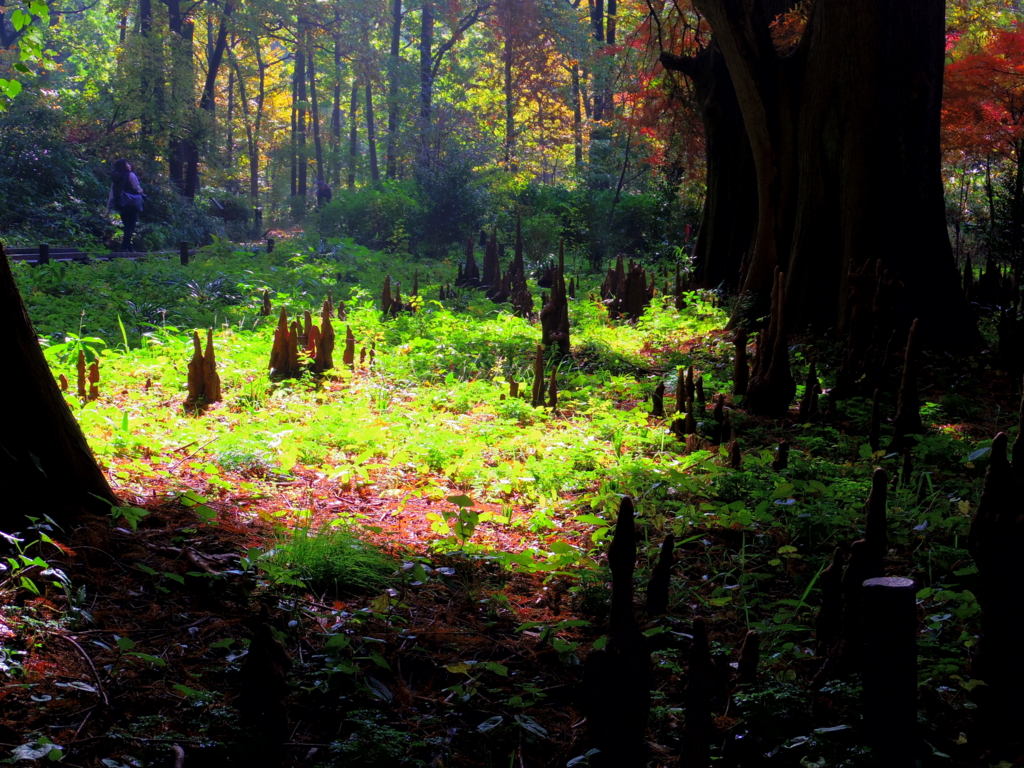 f:id:cenecio:20161127174858j:plain