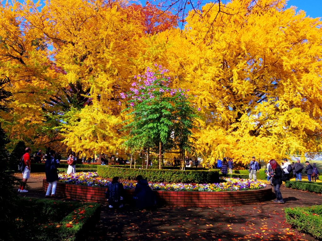 f:id:cenecio:20161127175023j:plain