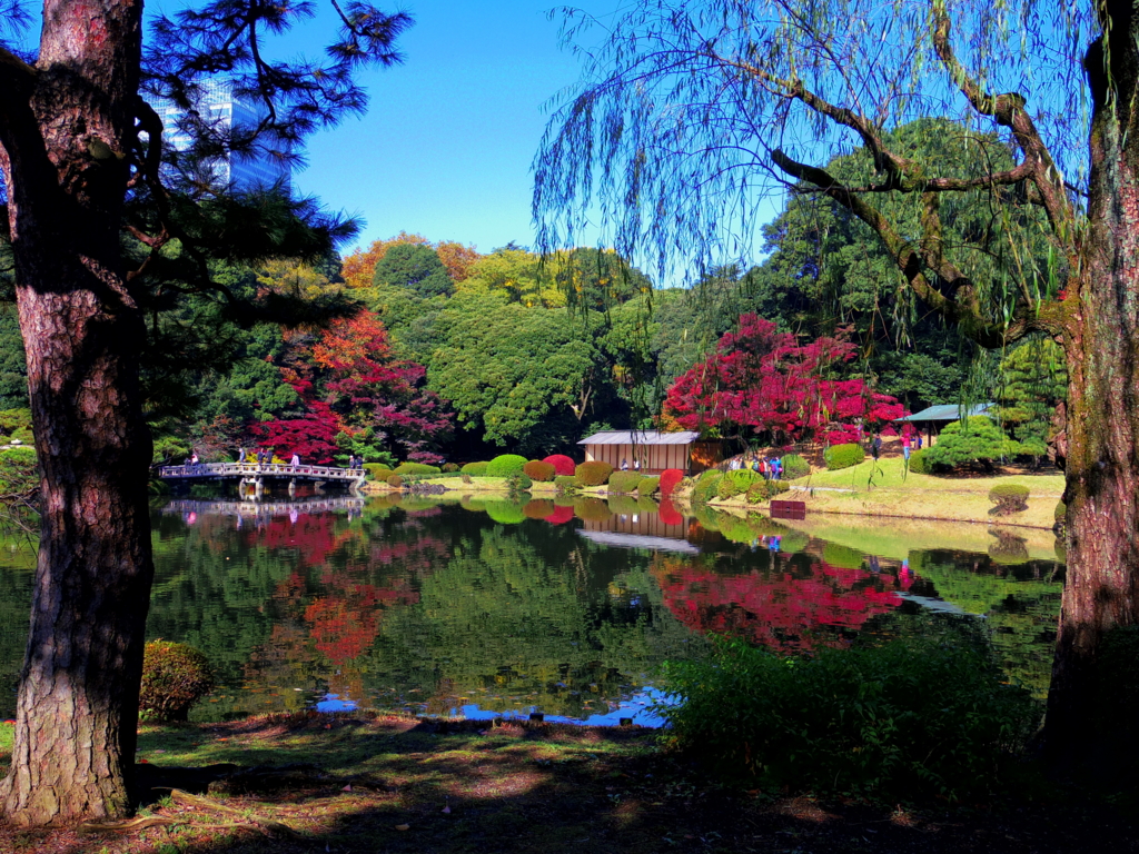 f:id:cenecio:20161127175110j:plain