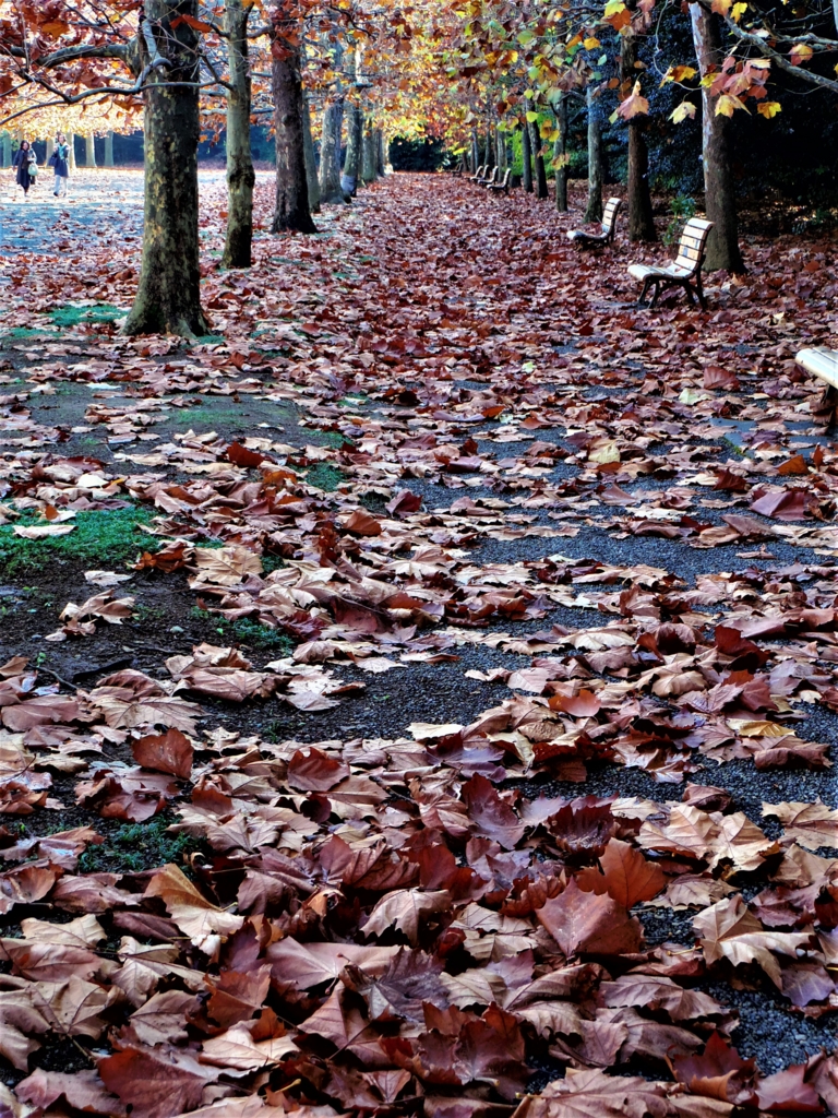 f:id:cenecio:20161127175342j:plain