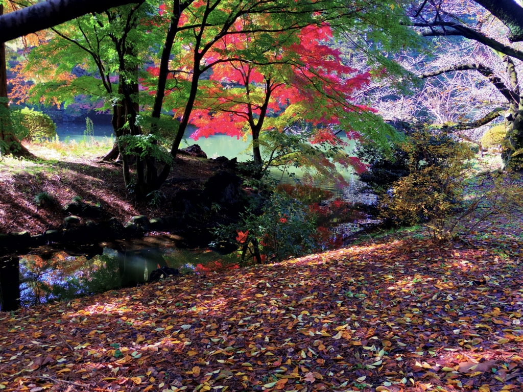 f:id:cenecio:20161127182152j:plain