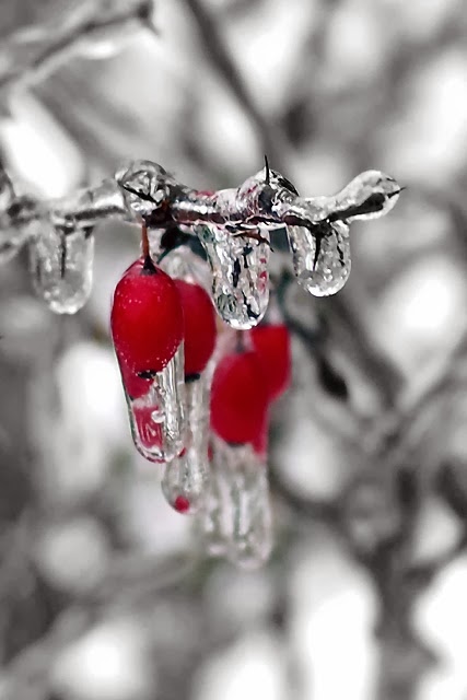 f:id:cenecio:20161216162330j:plain