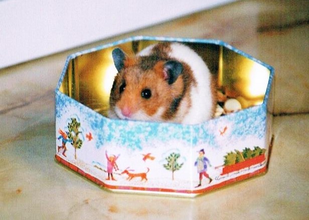 f:id:cenecio:20161220175821j:plain