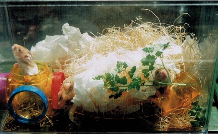 f:id:cenecio:20161220175841j:plain