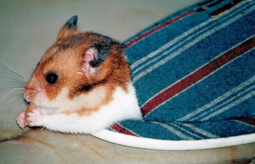 f:id:cenecio:20161220175847j:plain