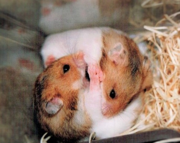 f:id:cenecio:20161220180031j:plain