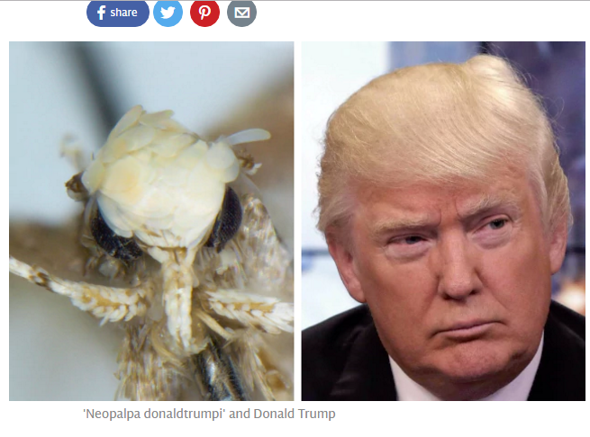 f:id:cenecio:20170207130501p:plain