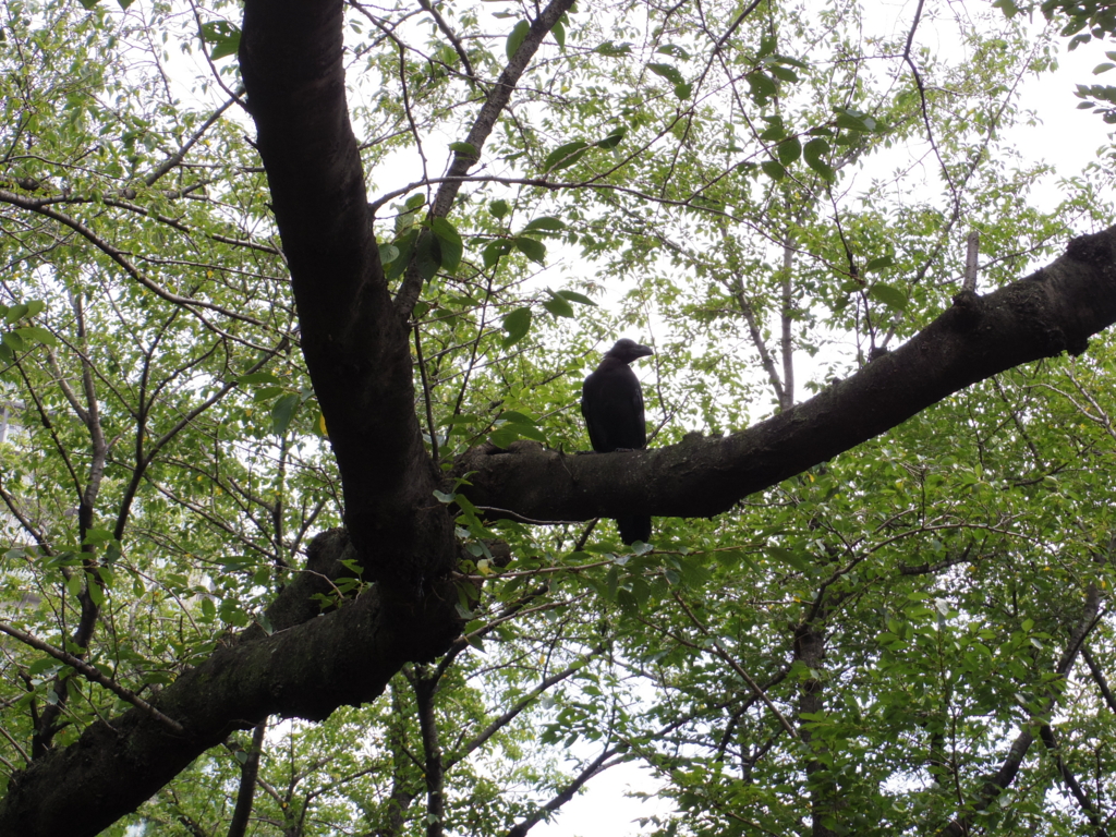 f:id:cenecio:20170221112142j:plain f:id:cenecio:20170221112142j:plain