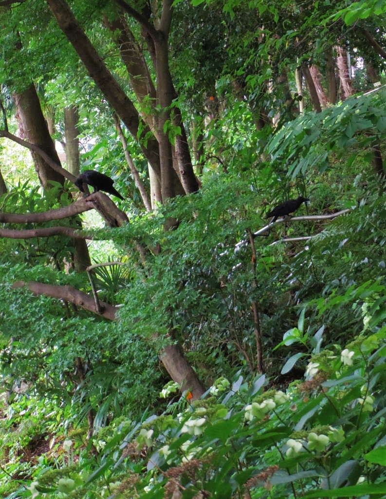 f:id:cenecio:20170221112347j:plain f:id:cenecio:20170221112347j:plain