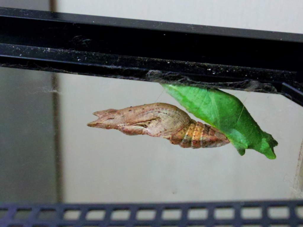 f:id:cenecio:20170405135431j:plain