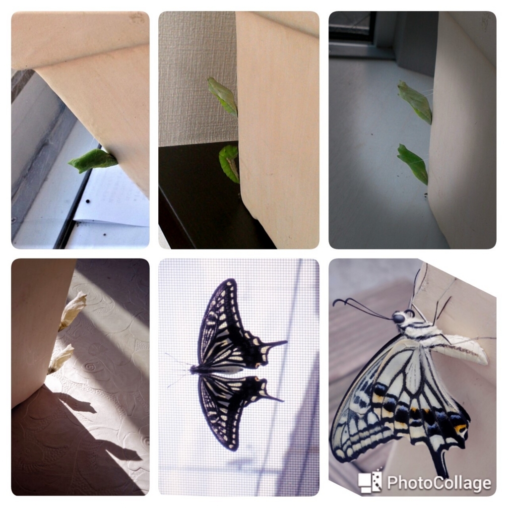 f:id:cenecio:20170802172728j:plain