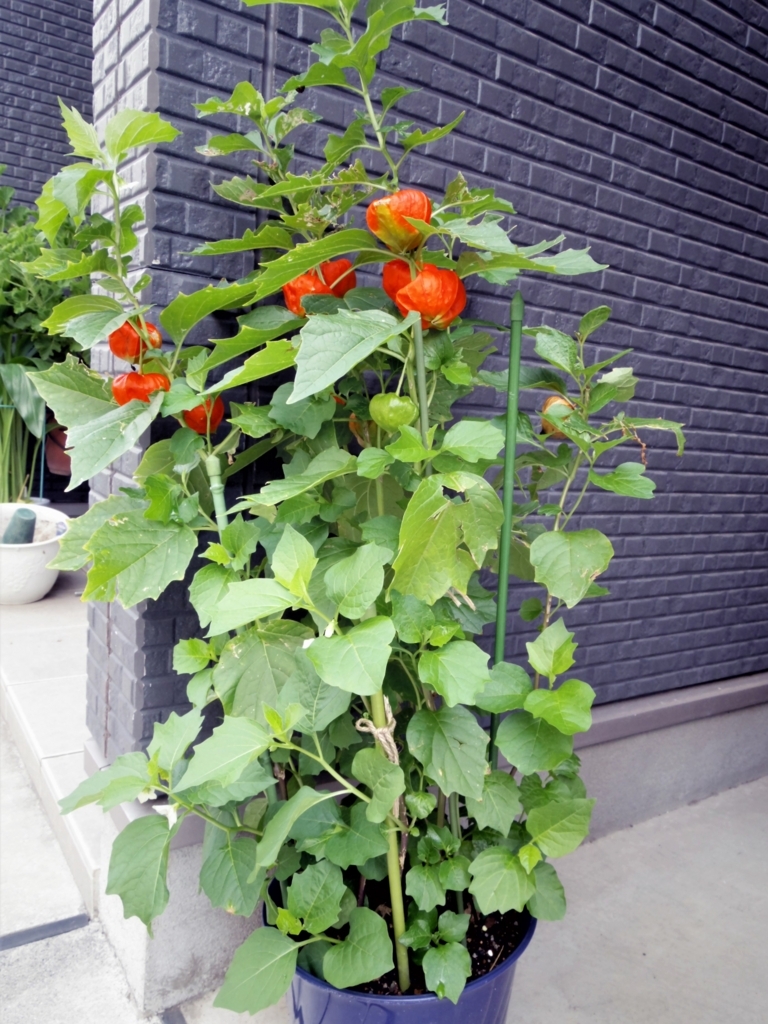 f:id:cenecio:20170814173057j:plain